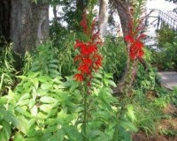 lobelia cardinalis 8-11.jpg